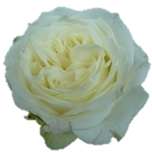 Yuraq Roses de jardin d'équateur Ethiflora